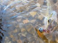 Сиде твичинг по утру и короткие окна клева - да запросто, проверено