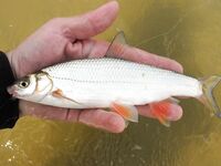 Сиде твичинг по утру и короткие окна клева - да запросто, проверено