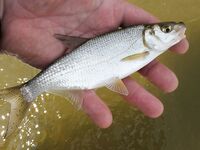 Сиде твичинг по утру и короткие окна клева - да запросто, проверено