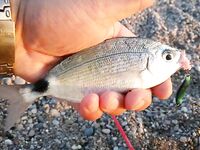 Алания береговой спиннинг по хищнику и срывы у берега на фрикцион