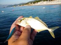 Анталийское побережье каранкс жёлтопёрый — малёк или уже подросток