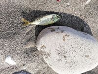 Анталийское побережье 14 видов за выезд — микс фото и коротких заметок