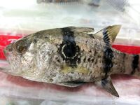 Анталийское побережье мебар или нет — сомнения по полосатому гостю