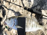 Анталийское побережье кто это клюнул — опознание с фото с пирса