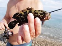 Кемер береговой спиннинг и наживка: курица ловит, силикон молчит