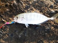 Анталия выбор шнура и поводка — по ракушке перетирает, как жить