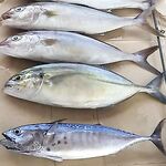 Анталийское побережье отводной поводок по ставриде — рабочая схема