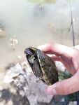 Анталия, Коньяалты береговой спиннинг — твичинг по чистой воде
