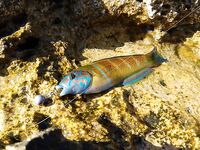 Сиде, Анталийское побережье первый выезд — ошибки, но рыба поймана