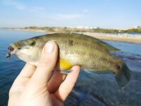 Сиде, Анталийское побережье первый выезд — ошибки, но рыба поймана