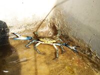 Сиде, Анталийское побережье первый выезд — ошибки, но рыба поймана