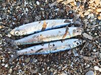 Анталийское побережье микро-кастинг по ставриде — катушка и плетня