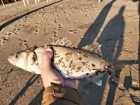 Сиде, Анталийское побережье береговой спиннинг по сибасу после шторма