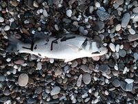 Анталия отчёт по бомбарде и воблерам: пилькеры, уокеры, кастмастер