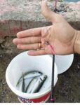 Анталия ультралайт на море спор о трофеях и примеры Чёрного моря