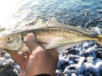 Анталия ультралайт на море спор о трофеях и примеры Чёрного моря