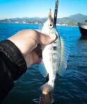 Анталия ультралайт на море спор о трофеях и примеры Чёрного моря
