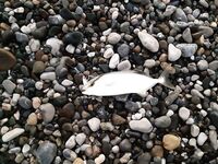 Анталия первый выход в море предрассвет сход рыбы и вопросы