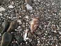 Анталия первый выход в море предрассвет сход рыбы и вопросы