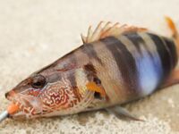 Анталия опознание рыб каменный окунь и пёстрая гирида с пятном