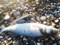 Анталия белые и red head против iwashi опыт по минноу сто двадцать