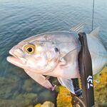 Анталья блюраннер боец на лёгкий спиннинг встречается по берегу