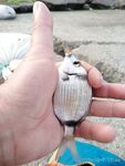 Анталия караси окуни без вечерней охоты всё чинно спокойно