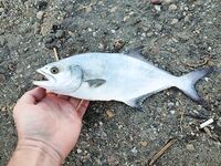 Морская рыбалка в Гюмбете: рассветный обход, порт далёк, ставрида akya