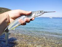 Морская рыбалка в Гюмбете: стайка полурылов и кот унёс трофей