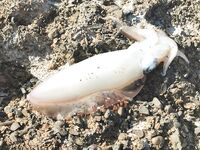 Алания - сравнение береговой ловли: пилькеры, каранксы и сарган