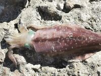 Алания - сравнение береговой ловли: пилькеры, каранксы и сарган