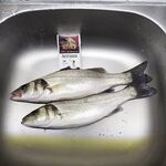 Аланья, Анталийское побережье: рассветный спиннинг и один сибас