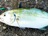 Анталия: ставрида 200-400 г и блю-раннер - пилькеры и мелковоблеры