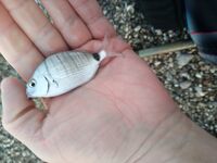 Анталия: бомбарда с пляжа на курицу - может перейти на донку