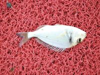 Морская рыбалка на Эгейском море, Янаклар: ранний выход на креветку