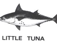 Анталия: тунцы и бонито - мини-дайджест по видам