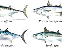 Анталия: тунцы и бонито - мини-дайджест по видам