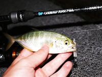 Анталия, Анталийское побережье: ночные вылазки к пирсу и 13VIB30