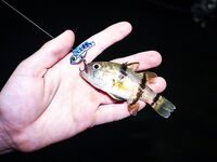 Анталия, Анталийское побережье: ночные вылазки к пирсу и 13VIB30