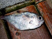 Анталия, Анталийское побережье: ночные вылазки к пирсу и 13VIB30