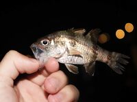 Анталия, Анталийское побережье: ночные вылазки к пирсу и 13VIB30