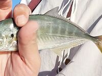 Анталийское побережье: октябрьский клёв прибрежной мелочи