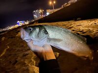 Анталия, берег: крупные приманки и терпение - заметки лайтовика