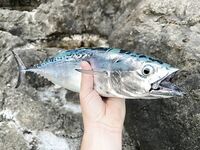 Анталия, волкеры молчат, выручает пилькер 28 г на дальнем выбросе