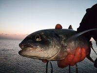 Анталийское побережье, рассветный пирс, раннер на Ridge 70 и релиз