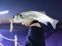 Морская рыбалка в Анталии ночью, сибас на воблер, турок взял кузу