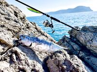 Анталия, береговые свалы, Kanata в преследовании, паламут и сарган