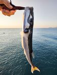 Анталия, эльдорадо стихло, выручает отводной с полоской кальмара