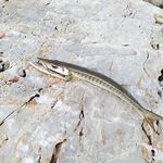 Морская рыбалка в Аланье у большого маяка, спиннинг по барракуде