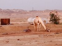 Порт Шамса-Алам, выходы в море и охрана - рыбалка с адреналином